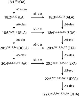 Development of a Brassica napus (Canola) Crop Containing Fish Oil-Like Levels of DHA in the Seed Oil